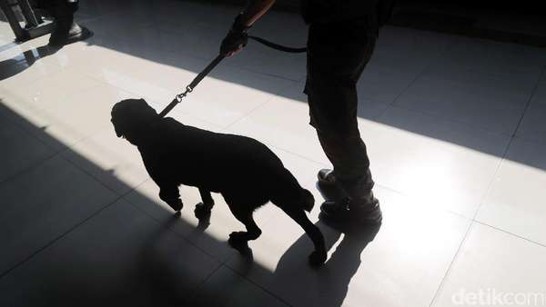Anjing Pelacak Jaga Area Final Debat Pilgub Jabar Anjing Pelacak Jaga Area Final Debat Pilgub Jabar