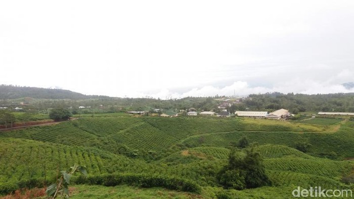 Kebun Teh Malino