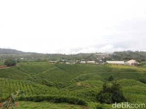 9 Tempat Wisata Malino yang Wajib Dikunjungi Saat Liburan