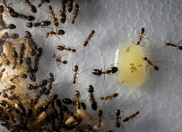 Semut memiliki umur yang panjang. Ratu semut dari spesies Pogonomyrmex Owyheei dapat hidup hingga 30 tahun lho.  (Edgar Su/Reuters)
