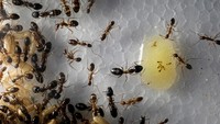 Semut memiliki umur yang panjang. Ratu semut dari spesies Pogonomyrmex Owyheei dapat hidup hingga 30 tahun lho.  (Edgar Su/Reuters)