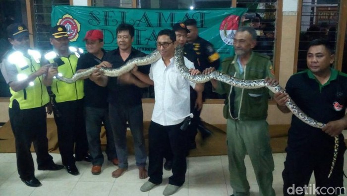 Piton 3,6 Meter Menggelantung di Atap Rumah Warga Tambaksari