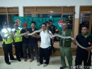 Piton 3,6 Meter Menggelantung di Atap Rumah Warga Tambaksari