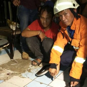 Ular kobra sempat masuk kolong lemari, tapi berhasil ditangkap.