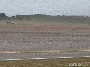 Cegah Serangan Belalang ke Kota, Pemerintah Diminta Lakukan Monitoring