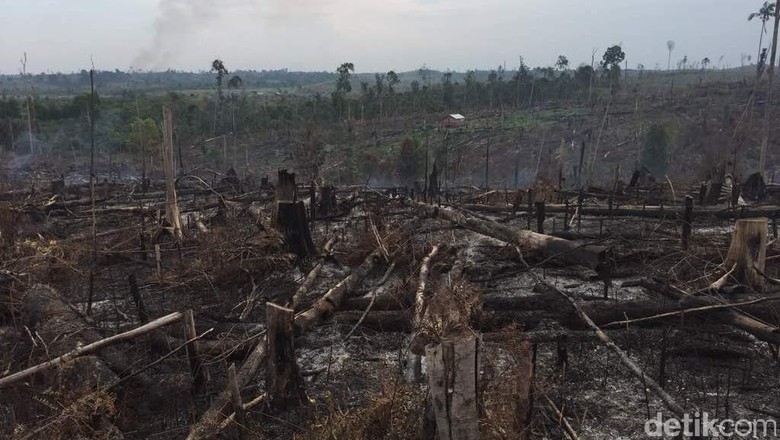 Satgas Karhutla Temukan Titik Api di Kawasan Taman Nasional Riau Satgas Karhutla Temukan Titik Api di Kawasan Taman Nasional Riau