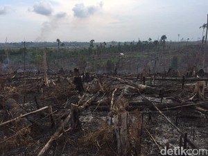 Balai Taman Nasional Tesso Nilo Jelaskan Area Terdampak Karhutla Riau