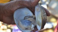 Makanan yang mengandung zinc seperti kerang adalah salah satu nutrisi penting dalam pembentukan testosteron, produksi sperma, dan kesehatan reproduksi. (Foto: Bambang Ismanto Harlin/dTraveler)