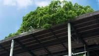 Ketika penduduk setempat mengetahui tentang apa yang terjadi dengan pohon kesayangan mereka, mereka sangat marah. Kisah mistis mulai menyebar tentang pohon itu. Hingga akhirnya, para pejabat sepakat untuk memperbarui desain platform dan menggabungkan pohon ke dalamnya. Pool/Studio Ohana.