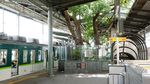 Unik, Ada Pohon Berusia 700 Tahun di Stasiun Ini