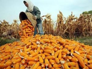 RI Impor Jagung Sesuai Kebutuhan, Tahun Depan Mulai Dikurangi