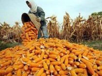Zulhas Belum Beri Lampu Hijau Usulan Impor 3.000 Ton Jagung untuk Industri