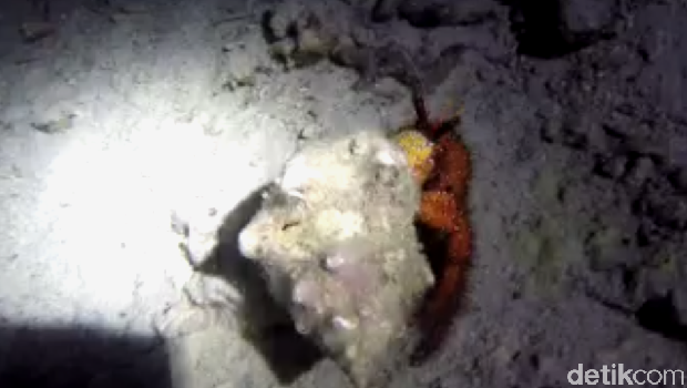 Diving Malam-Malam di Sabang, Bisa Ketemu Hewan Apa Ya?
