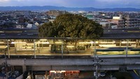 Stasiun Kayashima di pinggiran timur laut Osaka, Jepang, sukses membuktikan bahwa manusia dan alam bisa hidup berdampingan dengan harmonis. Ya, sebuah pohon kapur barus raksasa berusia 700 tahun ini tumbuh menembus peron. Pool/Kosaku Mimura/Nikkei.