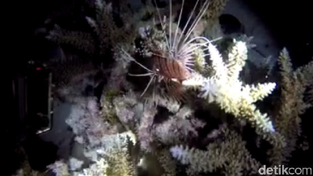Lion fish yang keluar malam hari (Bona/detikTravel)