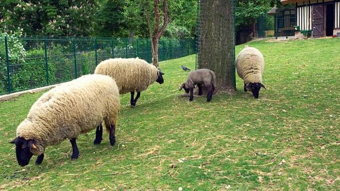 Siapa Sangka, Dulu Kebun Binatang Ini Sempat Memajang Manusia