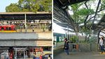 Unik, Ada Pohon Berusia 700 Tahun di Stasiun Ini