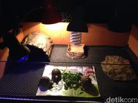 Penitipan Reptil