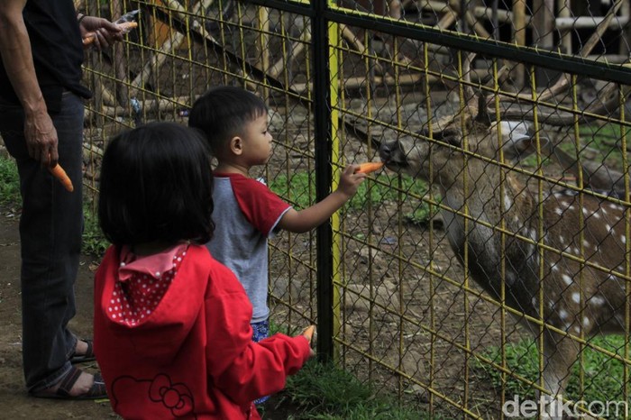 Penangkaran Rusa Jadi Tempat Ngabuburit Warga Soreang Bandung