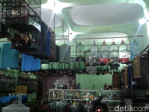 Punya Burung atau Reptil yang Ditinggal Mudik? Titip Saja