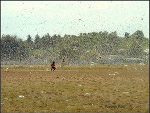 Sebelum 2017, Belalang Kembara Sudah Teror NTT Tahun 1998