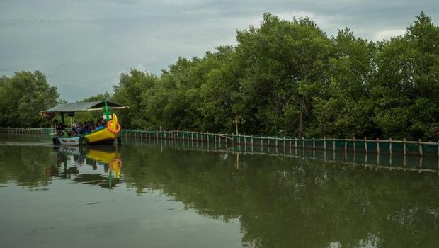 Hutan mangrove di Indramayu