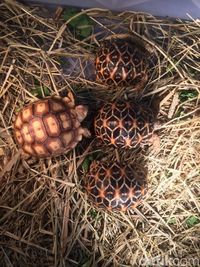 Penitipan Reptil