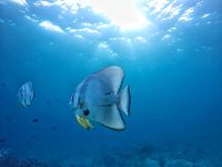 Keindahan alam bawah laut Sabang (Kamal/detikTravel)