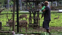 Seorang ayah mengajak balitanya melihat rusa.