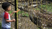 Seorang anak asyik memberi makan rusa.