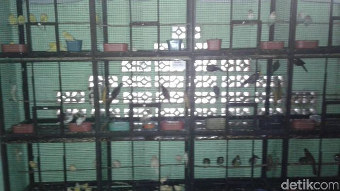 Foto: dok. Kicau Gendut Foto: dok. Kicau Gendut
