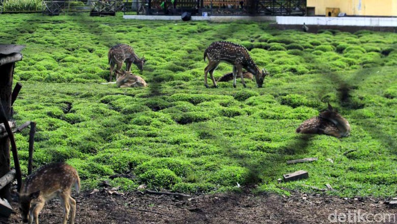 Gerombolan Pemburu Rusa Di Taman Nasional Ujung Kulon Dibekuk