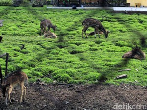 Dua Anak Rusa di Taman Uncal Pemkab Bandung Mati Digigit Anjing