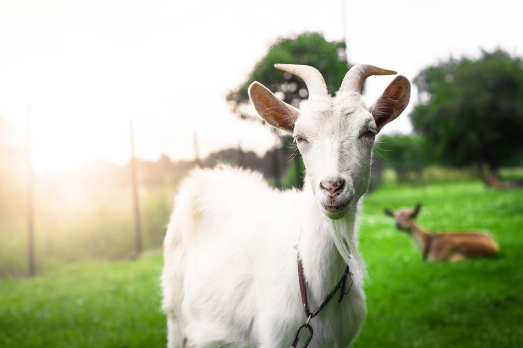 Gorgeous white goat's portrait on a sunset background.
