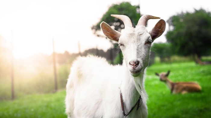 Mitos tentang torpedo kambing masih banyak dipercaya (Foto: Thinkstock) Mitos tentang torpedo kambing masih banyak dipercaya (Foto: Thinkstock)