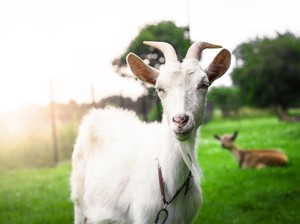 Drama Potong Kurban, Minta Jatah Torpedo Demi Cepat Punya Cucu