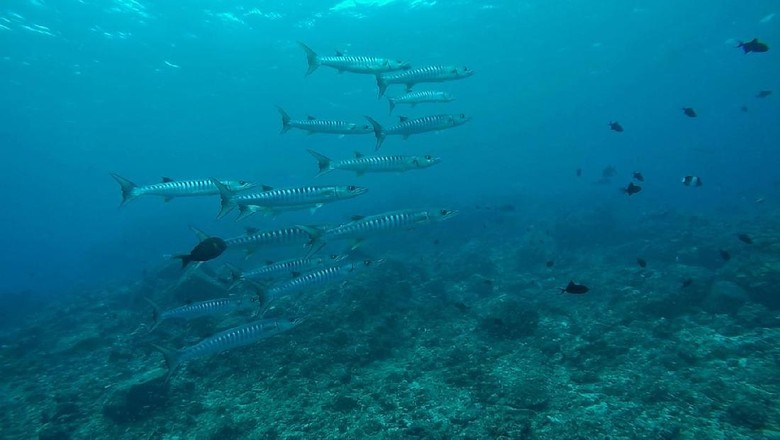 Diving di Sabang Memang Tidak Ada Matinya