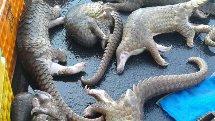 Penyelundup Trenggiling Divonis 5 Bulan, Jaksa Banding