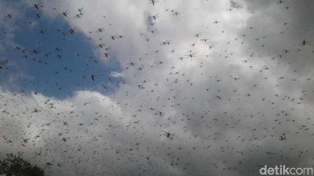 Belalang Kembara Mulai 'Teror' Rumah Warga dan Perkantoran