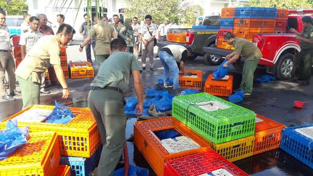 KLHK Bongkar Penyelundupan 225 Trenggiling di Medan Senilai Rp 2,5 M