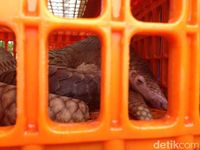 Trenggiling Rp 2,5 Miliar yang Disita Akan Dilepaskan ke Alam Liar