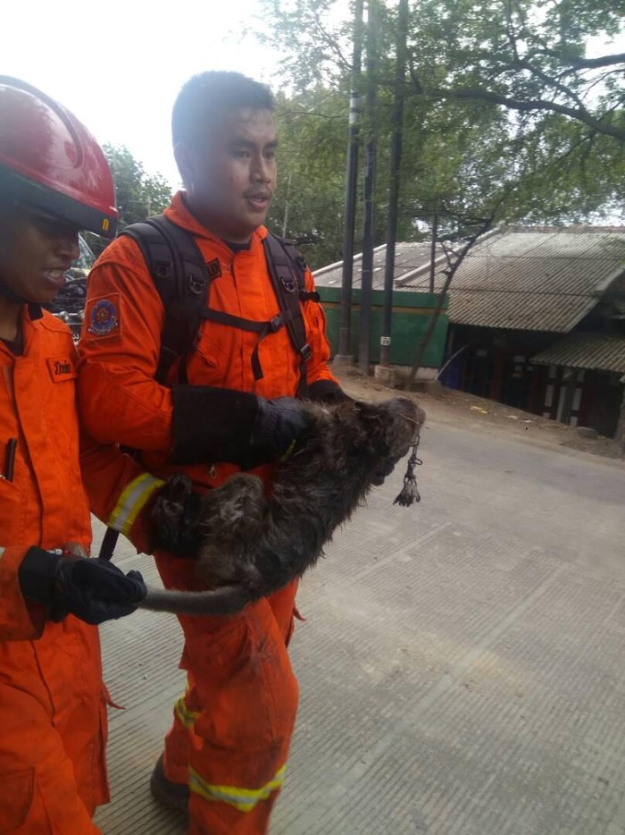 Pria yang Digigit Monyet di Cilincing Alami Luka Parah