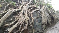 Akar-akar pohon merambat di sepanjang jalur membuat pengunjung jadi ingin foto-foto. Instagenic (Bonauli/detikTravel)