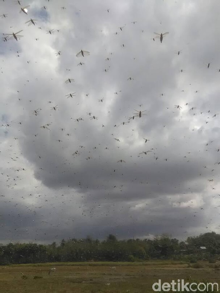 Serangan Belalang Kembara karena Kurangnya Predator