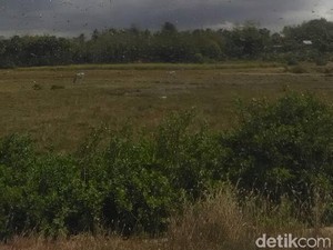 Serangan Belalang Kembara karena Kurangnya Predator