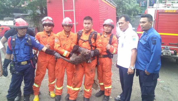 Petugas Sudin PKP Jakut tangkap seekor monyet liar yang menyerang warga di Cilincing, Jakut