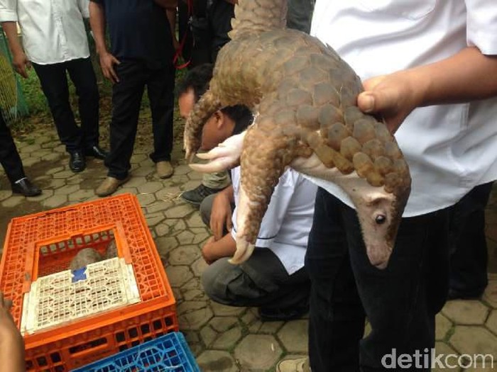 Trenggiling Rp 2,5 Miliar yang Disita Akan Dilepaskan ke Alam Liar
