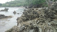 Pantai ini berpasir putih dengan campuran batu dan karang. Tumbuhan mangrove di pinggir pantai membuat tempat ini teduh (Bonauli/detikTravel)