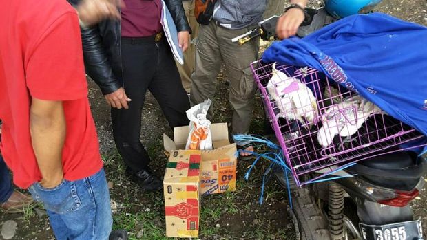 21 Satwa Liar Diamankan dalam OTT oleh BKSDA Jabar di Cianjur