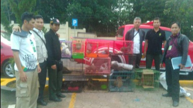 21 Satwa Liar Diamankan dalam OTT oleh BKSDA Jabar di Cianjur